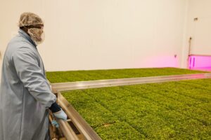 Dans le ventre de la ferme verticale Goodleaf