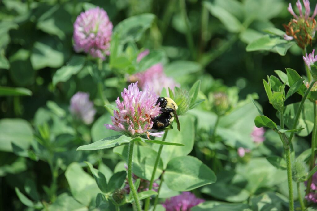 Des rénovations extérieures de 2,4 M$ à la Cocathédrale Saint-Antoine-de-Padoue