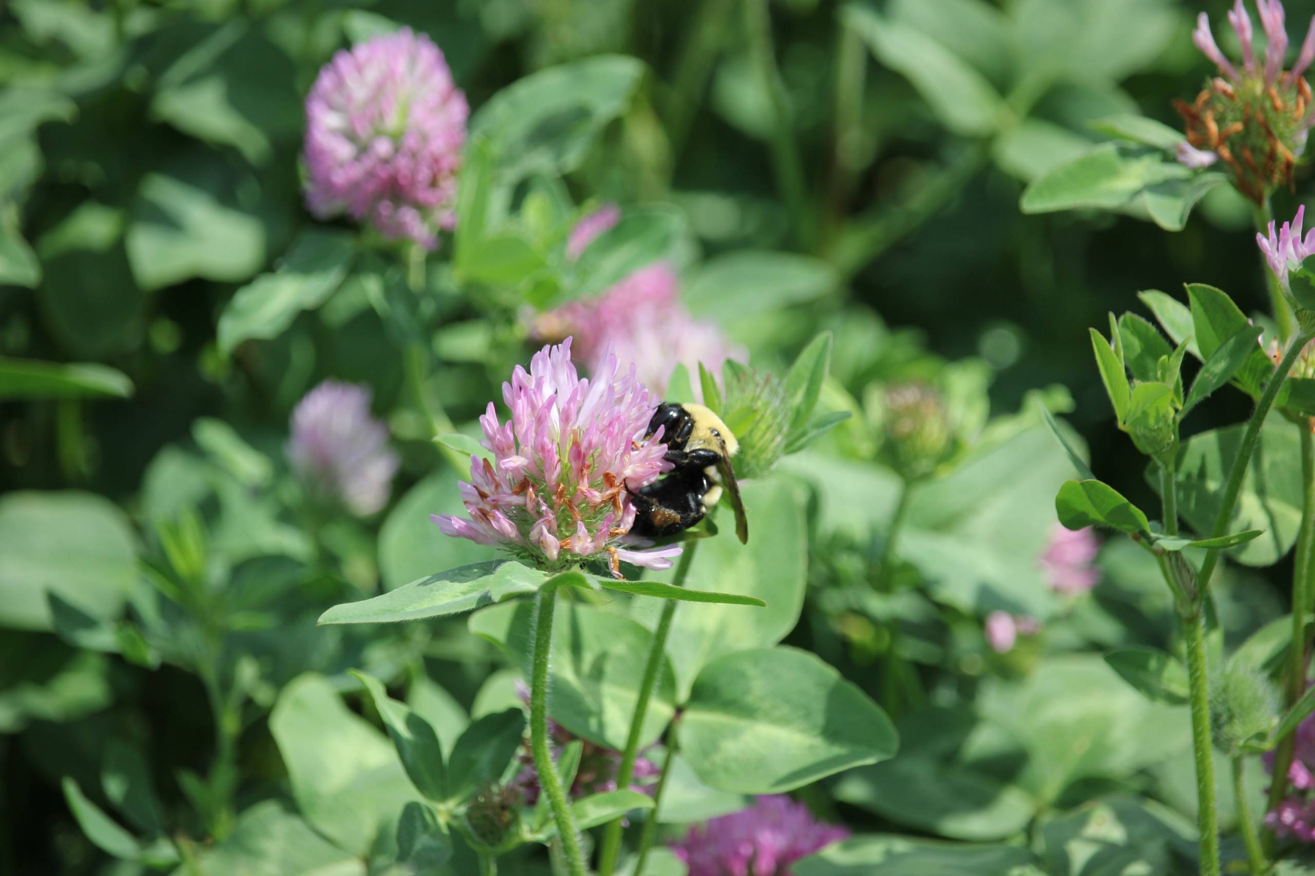 Des rénovations extérieures de 2,4 M$ à la Cocathédrale Saint-Antoine-de-Padoue