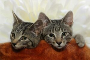 Thelma cherche une famille