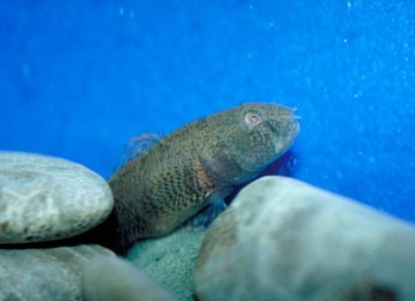 Le Club nautique de Longueuil à la croisée des chemins