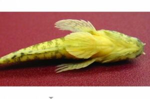 Longueuil : approche libre-service à venir dans les bibliothèques