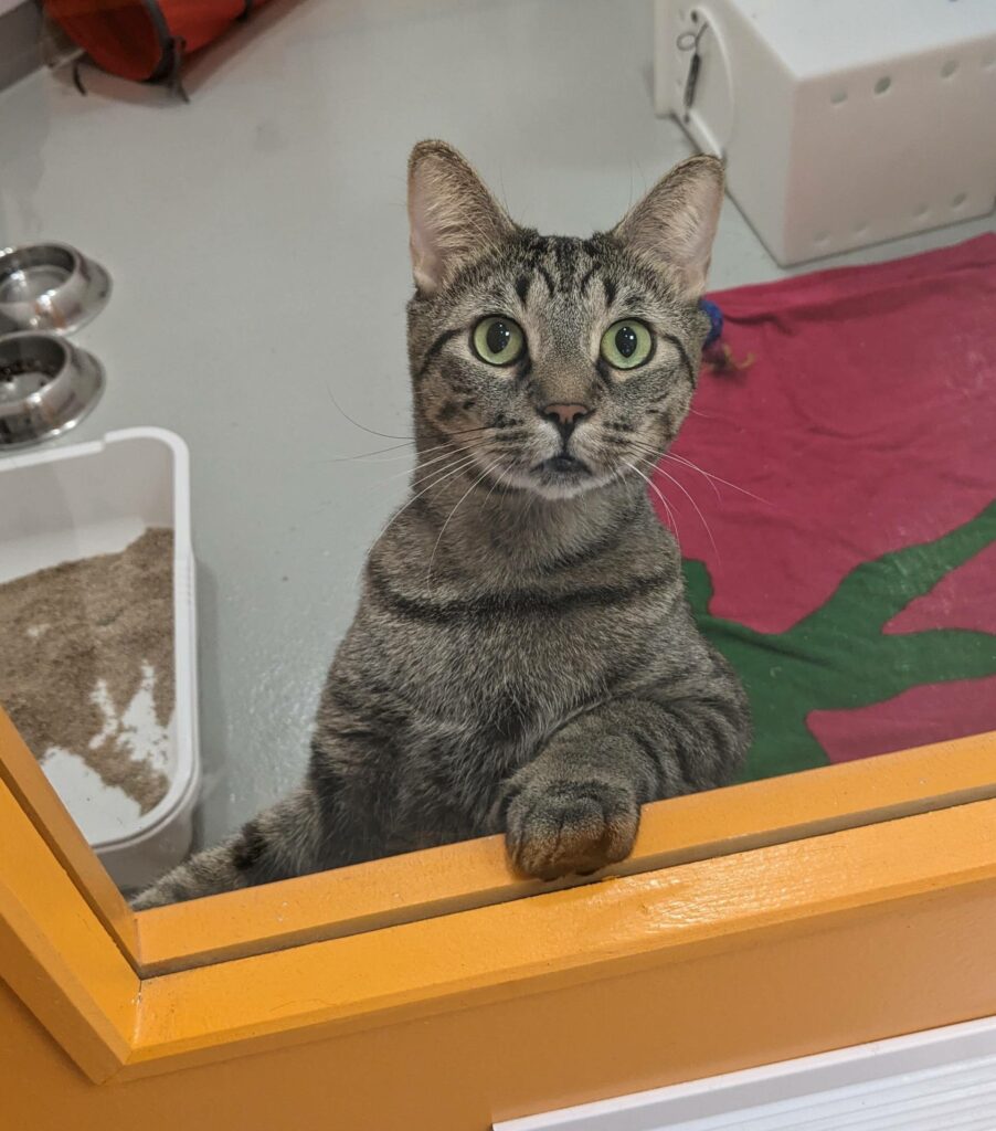 L’exceptionnel Pavarotti !