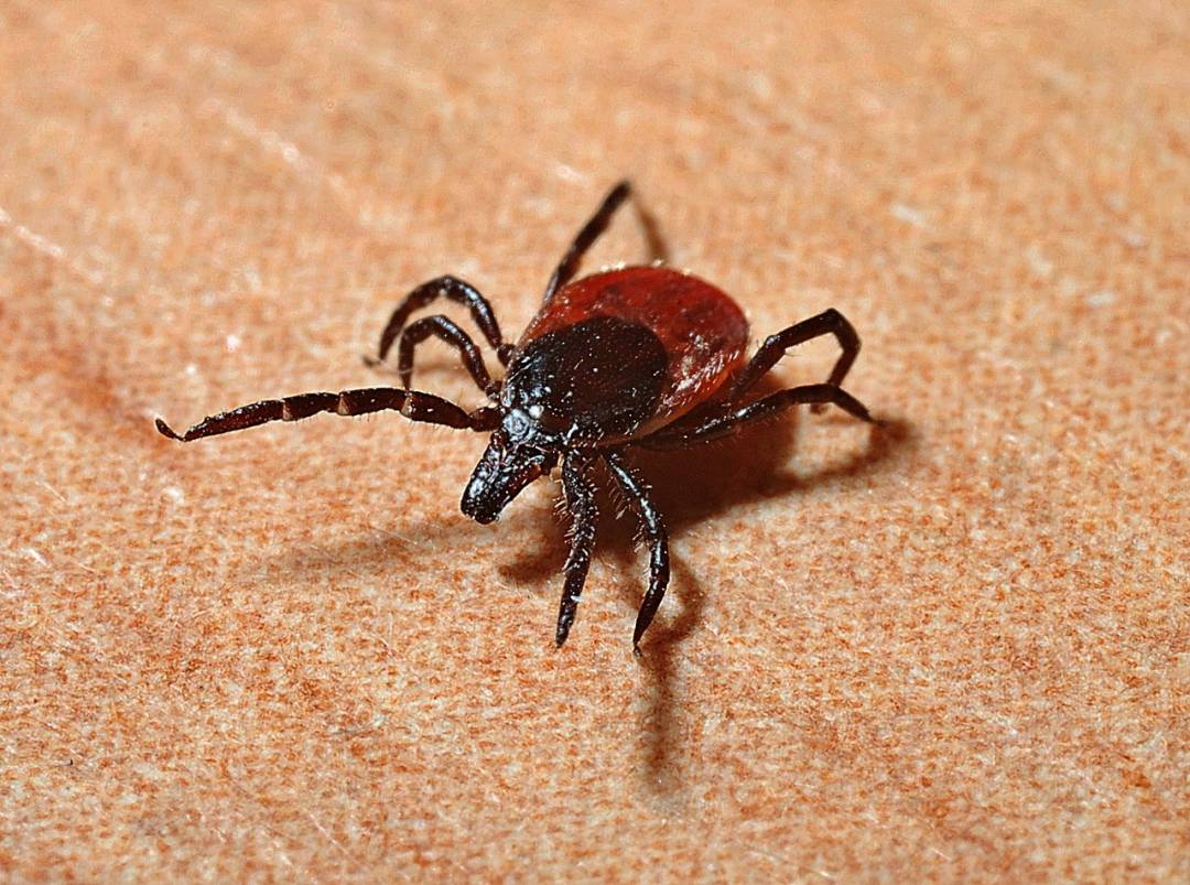 Maladie de Lyme : toute la Montérégie est maintenant dans une zone endémique
