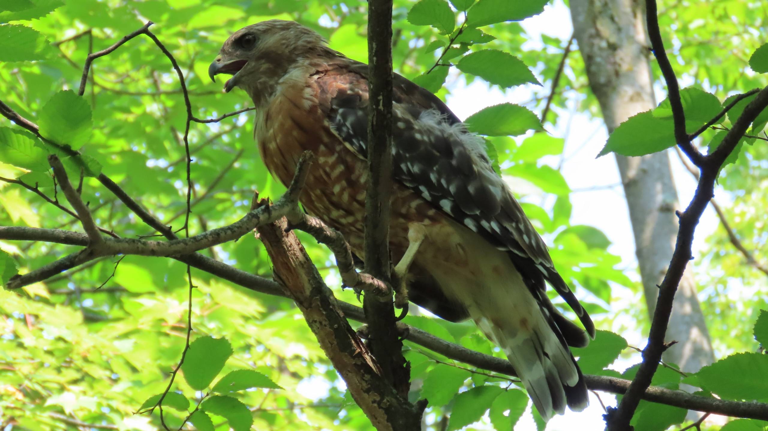 Photo – Buse à épaulettes