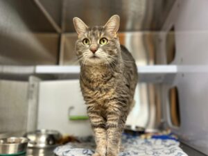 La belle Peanut se cherche une famille