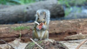 Photo de la semaine : grignotines