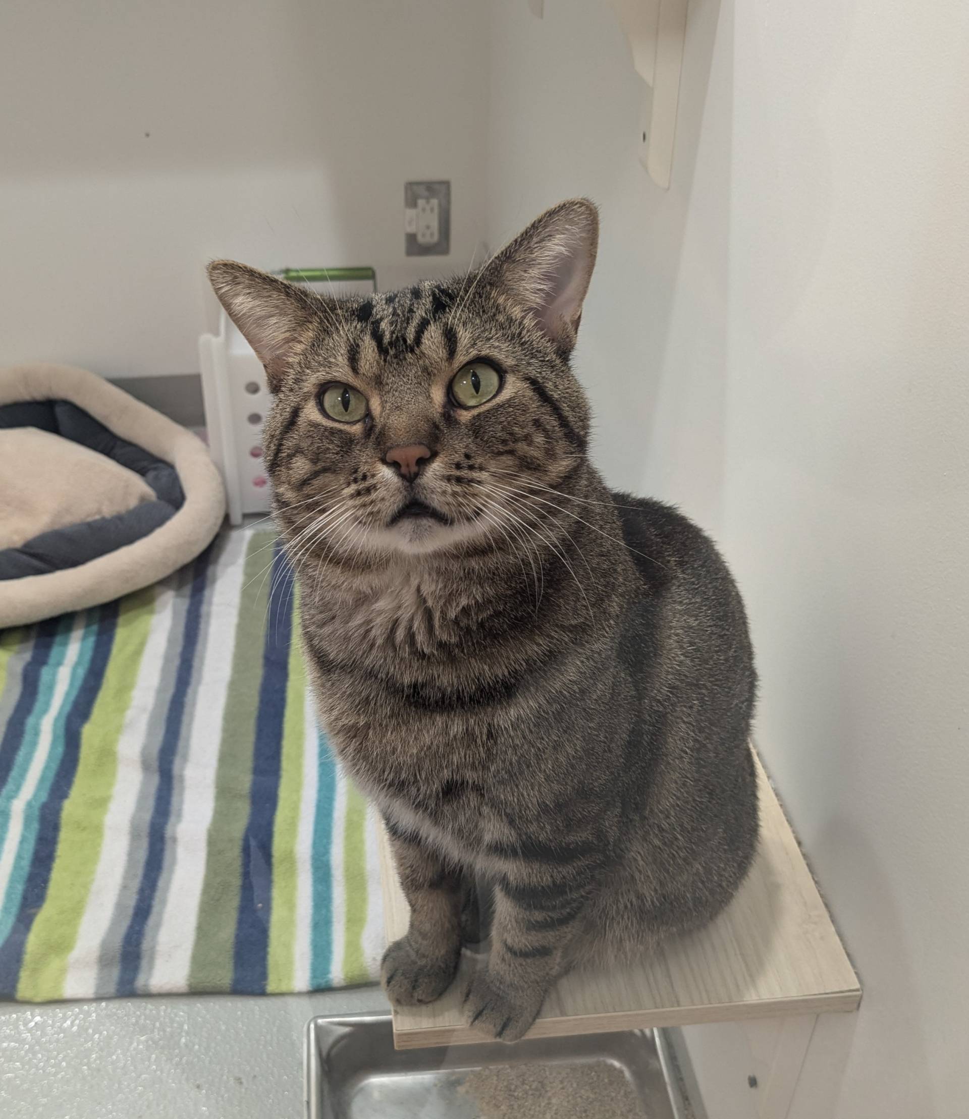 Félix le chat cherche une famille