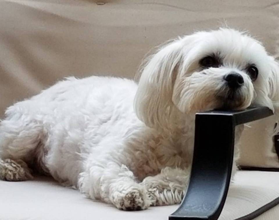 Chien dangereux : un bichon maltais attaqué mortellement