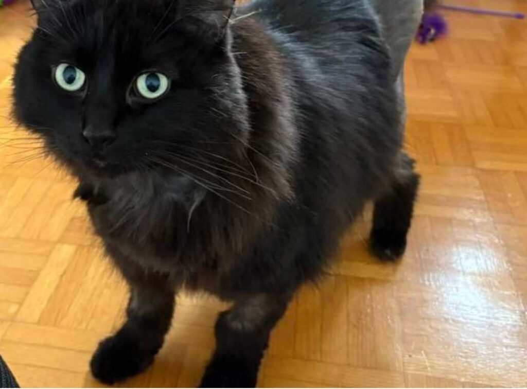 Bella Ciao, vedette de la semaine