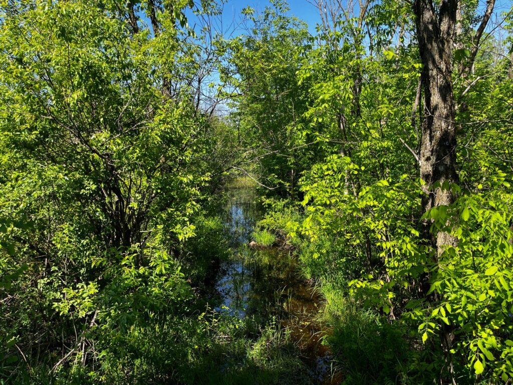 OPINION. En ces temps troubles pour l’environnement et la paix