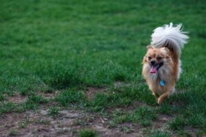 Longueuil : un parc canin verra le jour