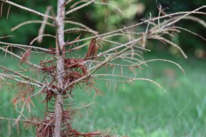 Sécheresse: des arbres victimes d’embolie