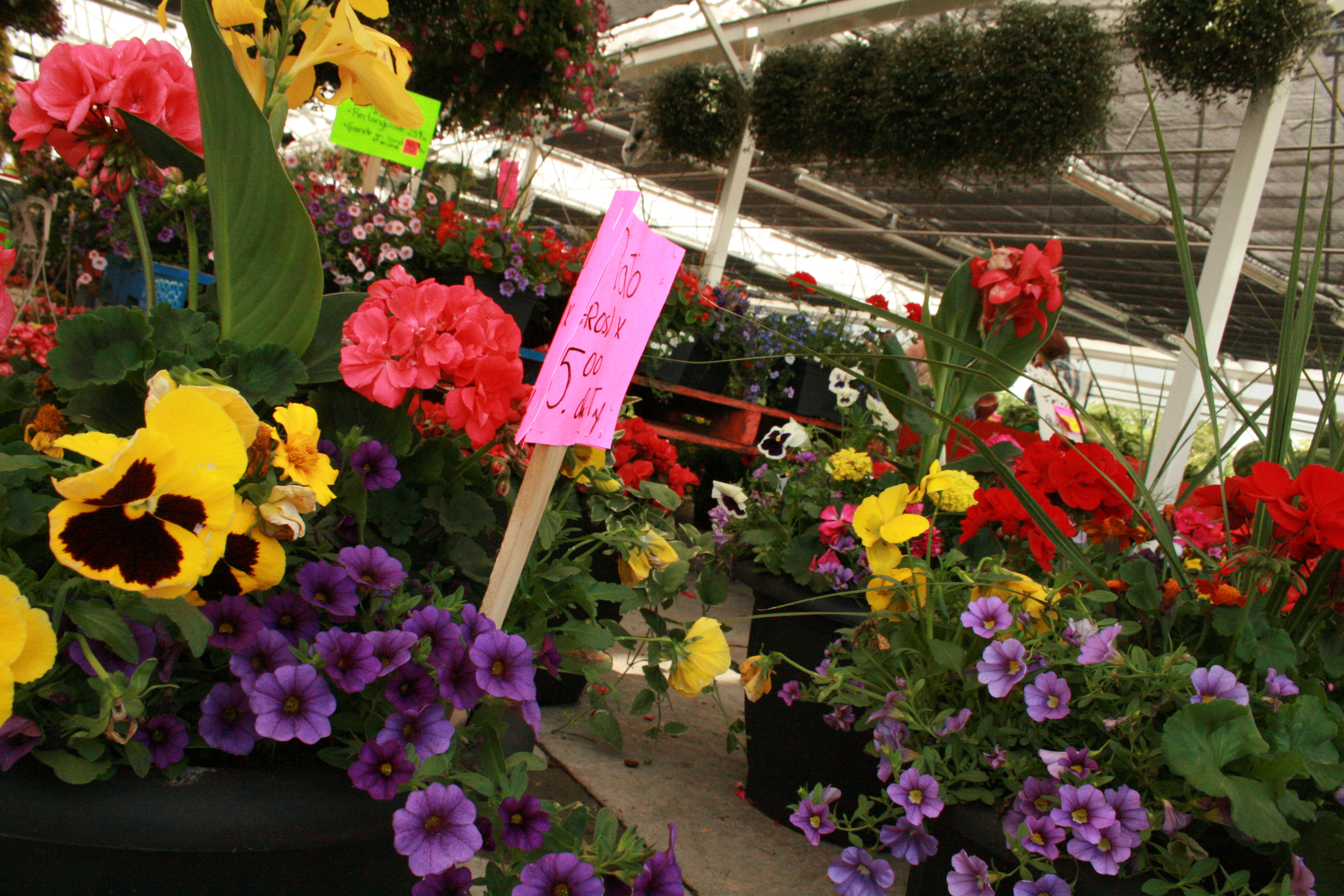 Les marchands de fleurs et vivaces tributaires du facteur météo