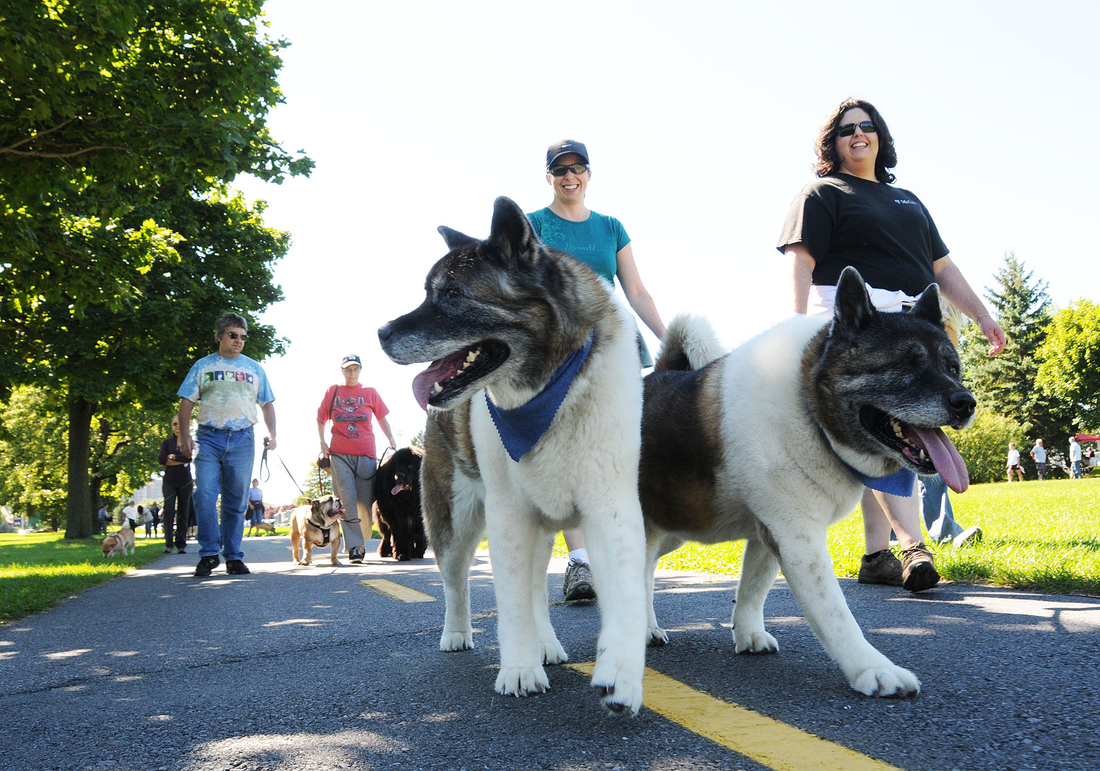 Une marche avec pitou pour aider la SPCA Montérégie