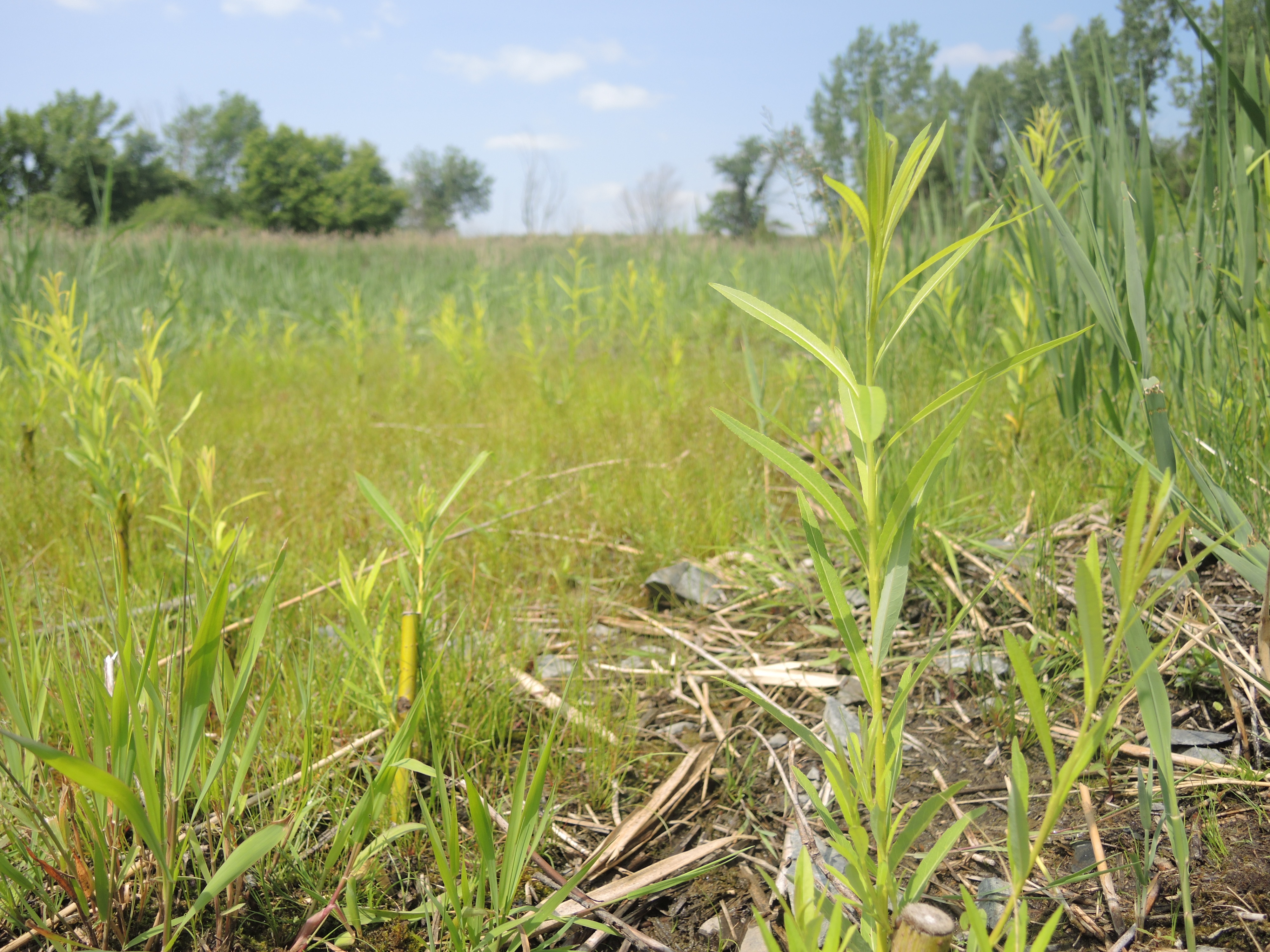 Boisé Pilon: un long combat vient enfin à terme