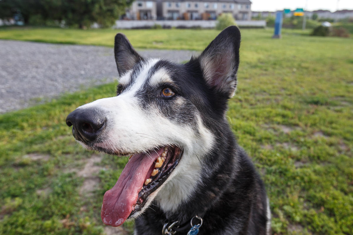 Cinq conseils pour une expérience agréable au parc canin