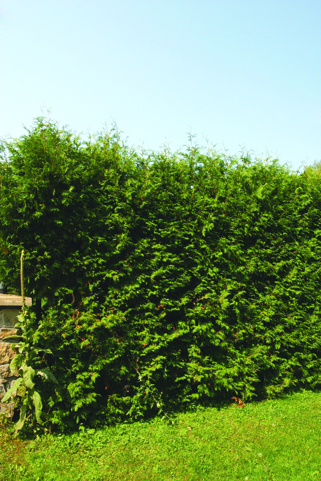 Tailler la haie de cèdres… c’est maintenant ou jamais