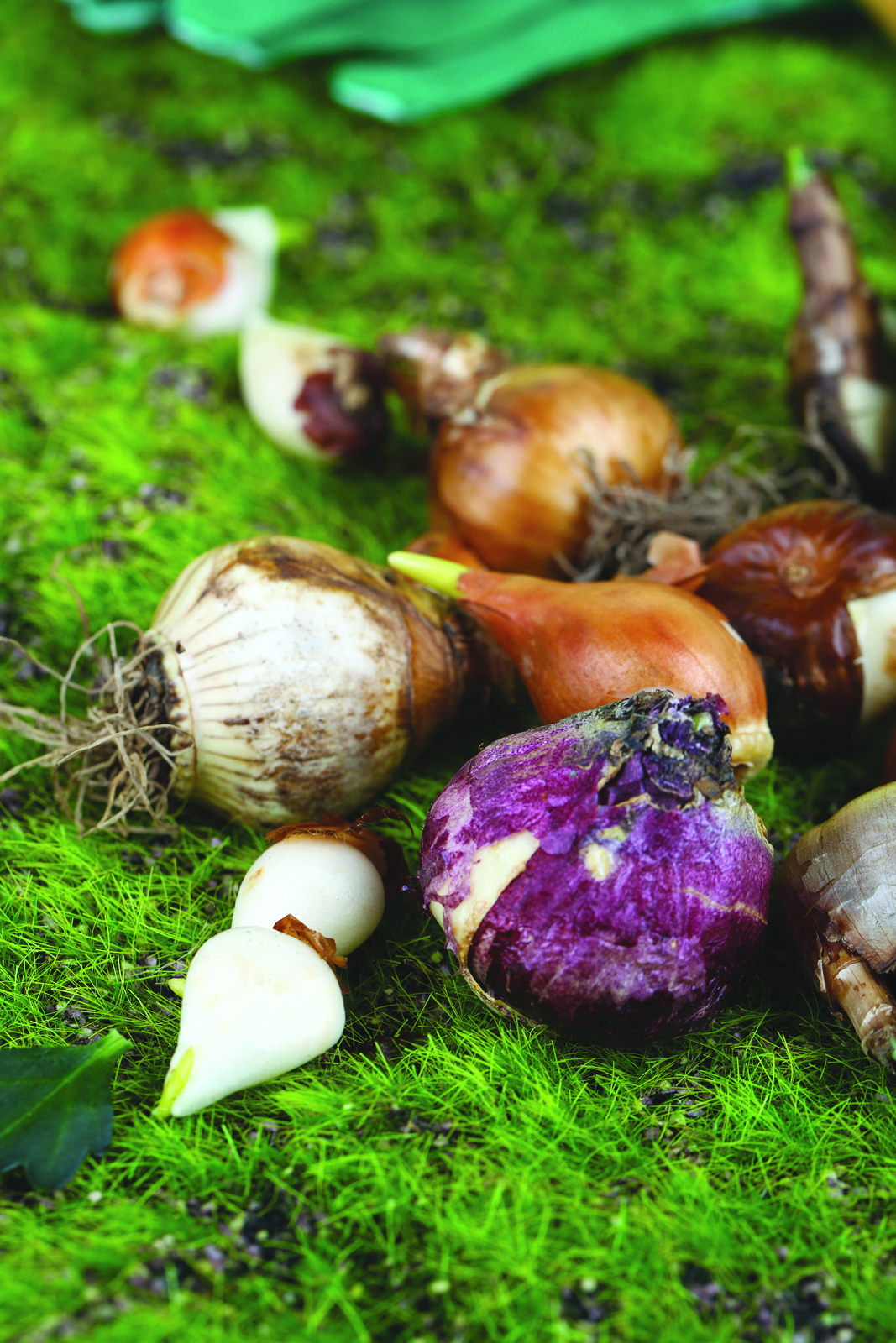En septembre, au jardin, c’est le temps de…