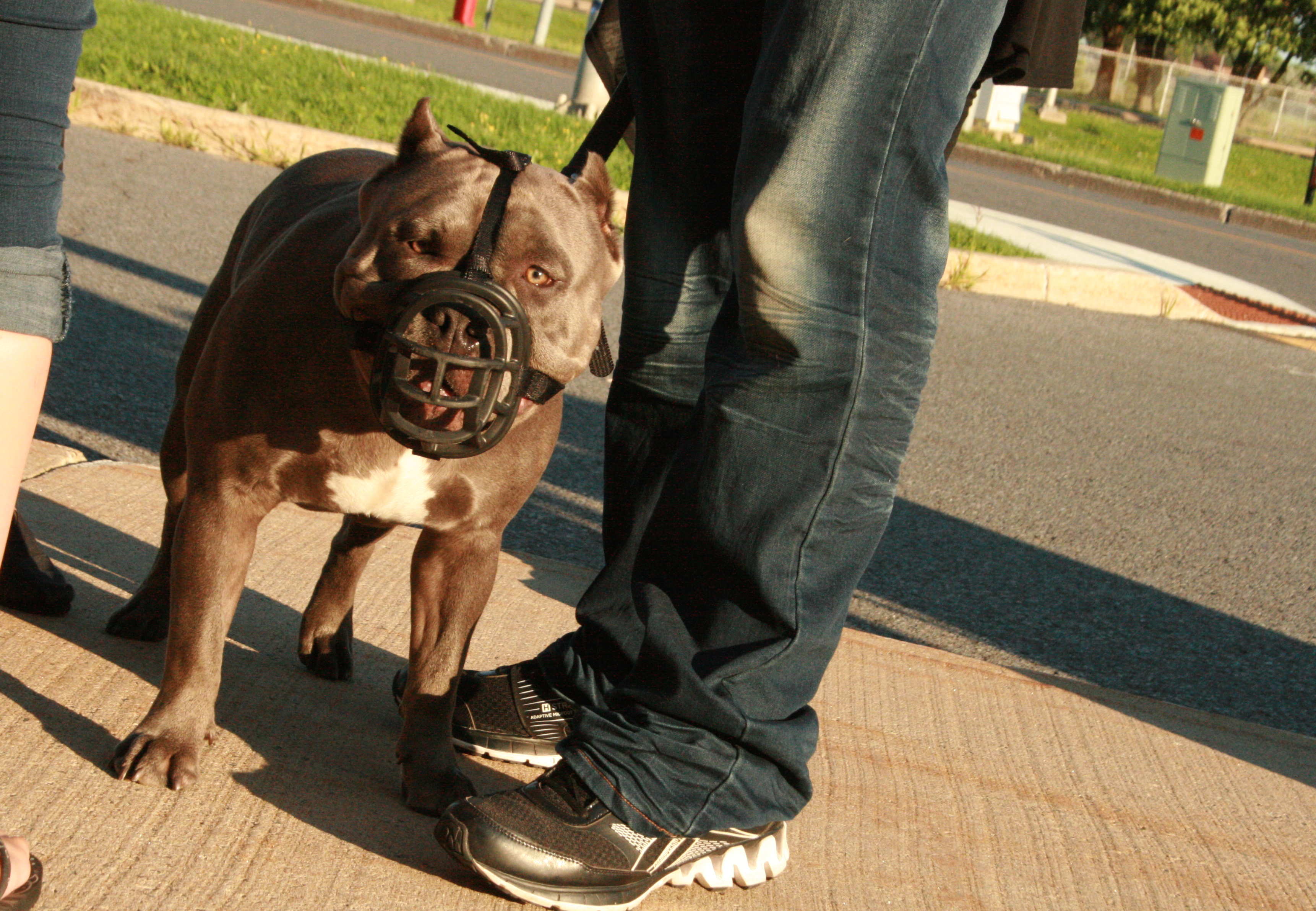 Certificat assurant la non-dangerosité: exigence excessive, dit l’Ordre des médecins vétérinaires du Québec