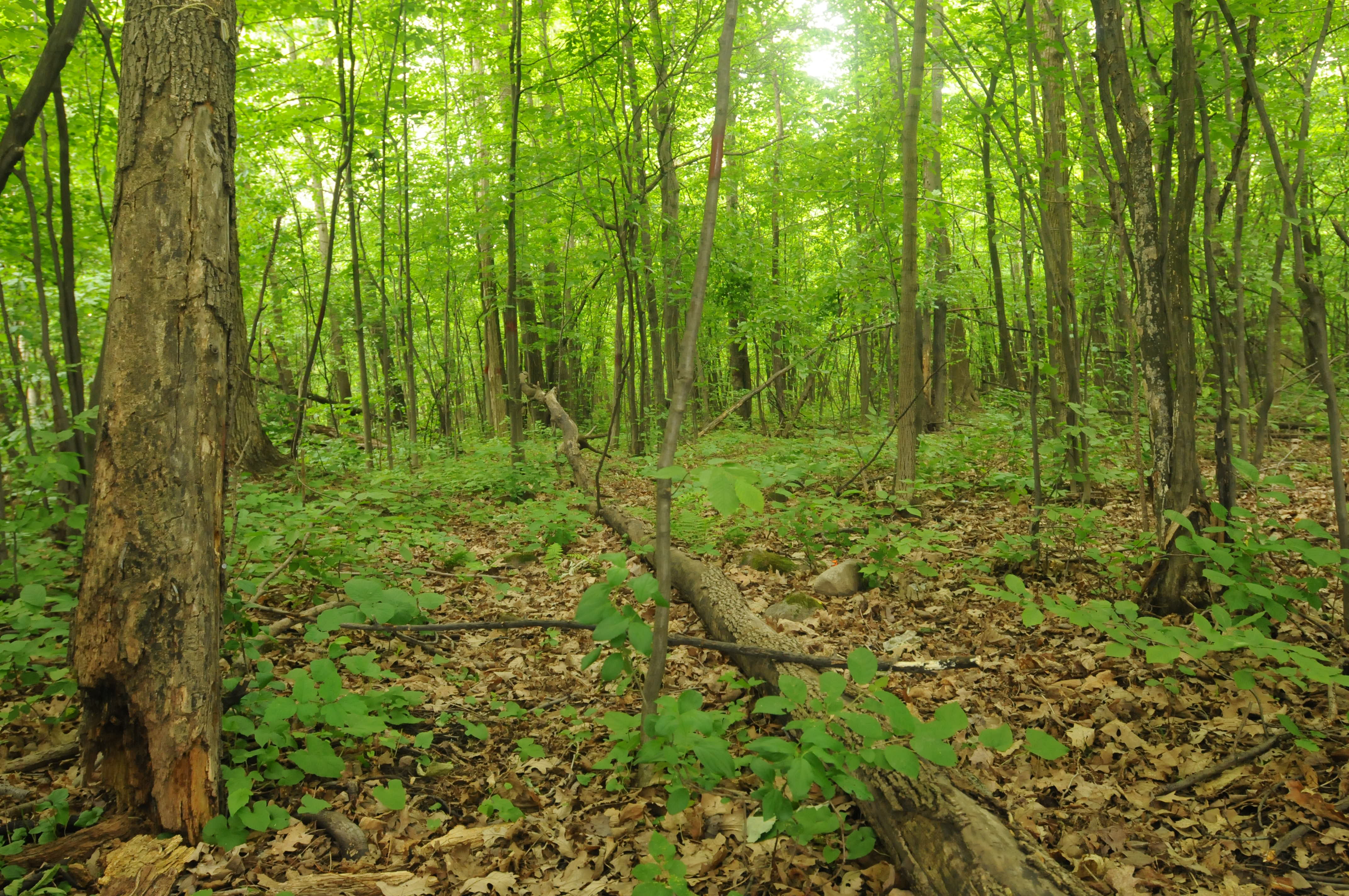 Les chiens seront-ils acceptés au Boisé du Tremblay?