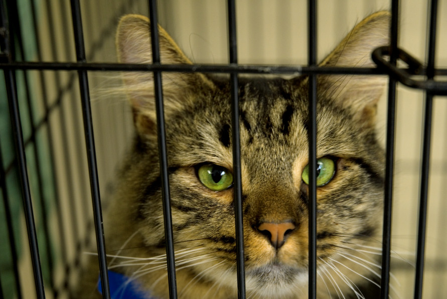 SPCA Montérégie tiendra une journée d’adoption chez Animo Etc