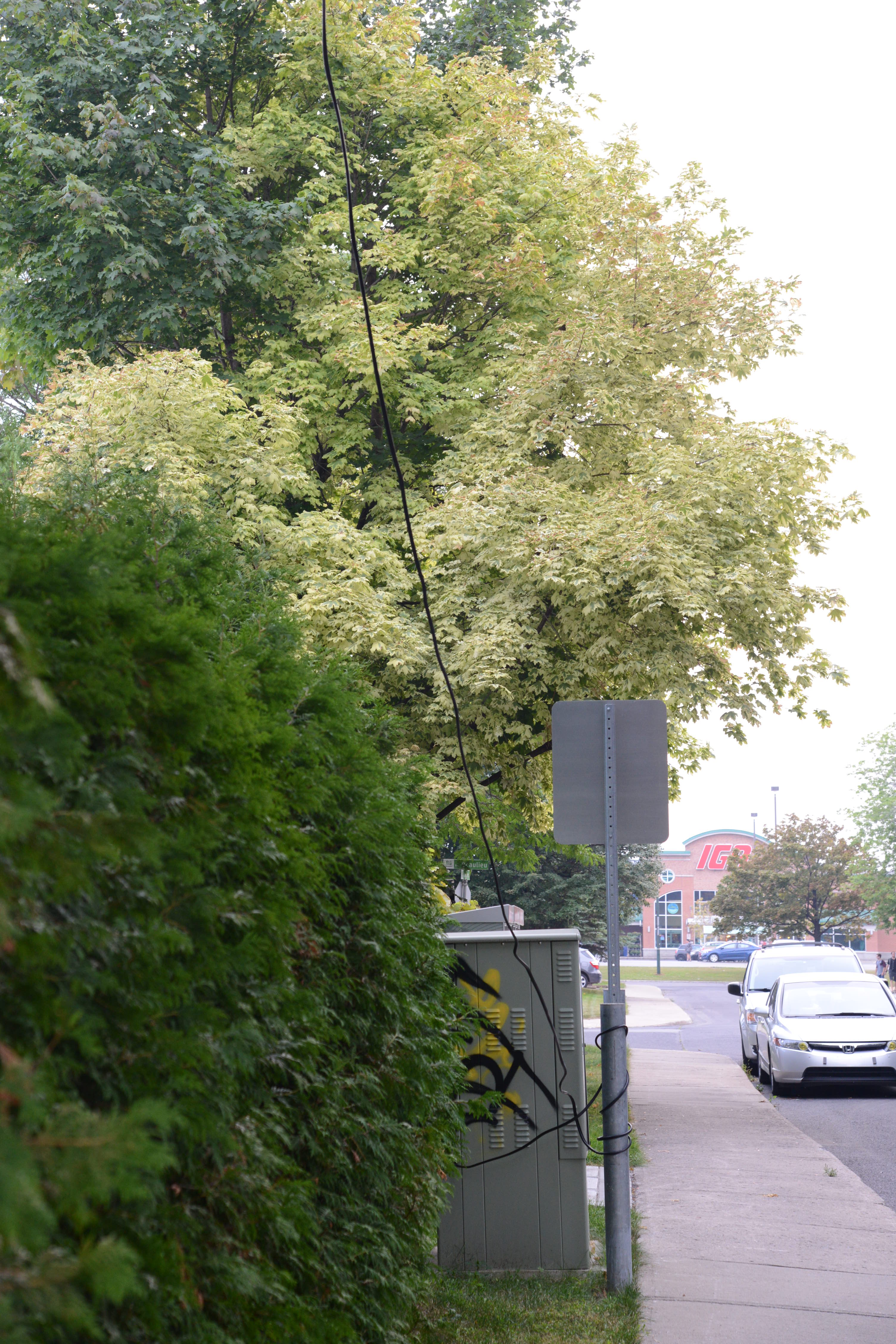 Un fil de câble suspendu aux arbres