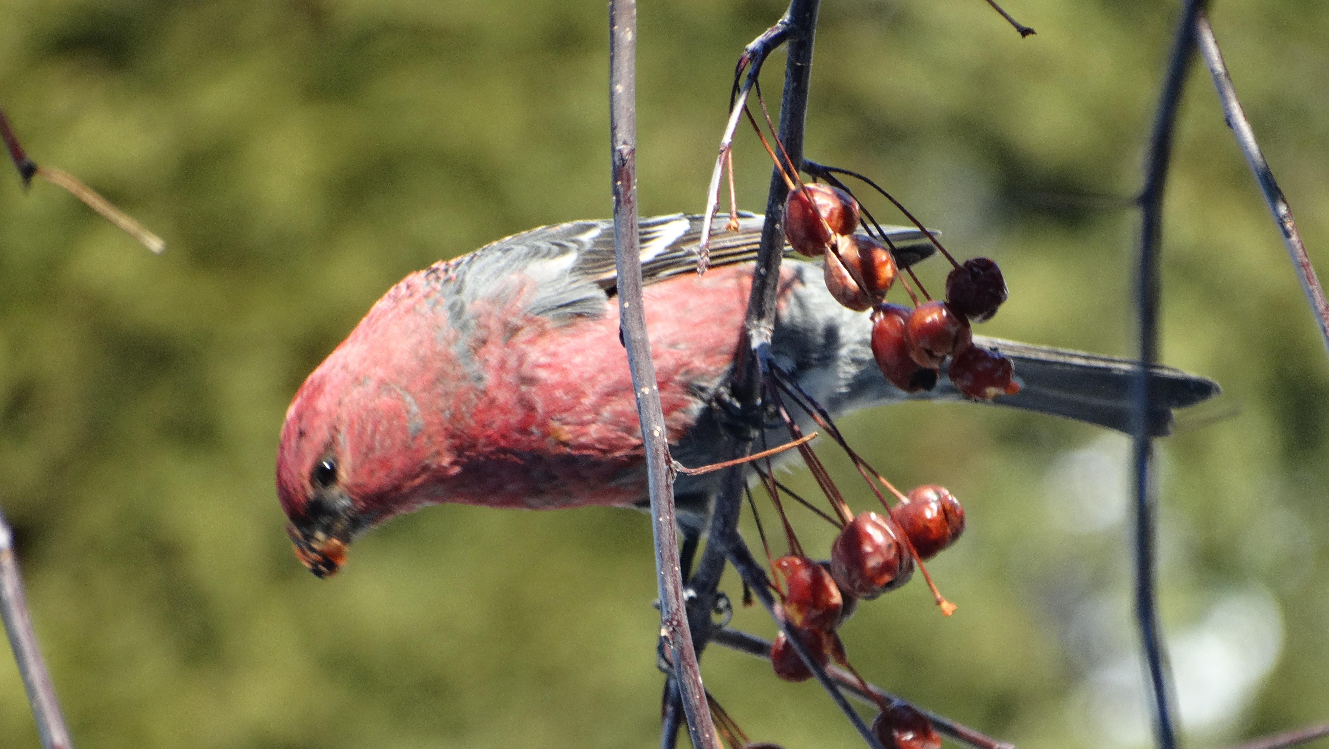 Le durbec des sapins