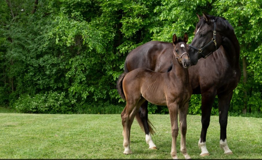 La GRC lance un appel aux enfants pour nommer des poulains