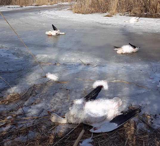 Des oies blanches retrouvées éventrées en Montérégie