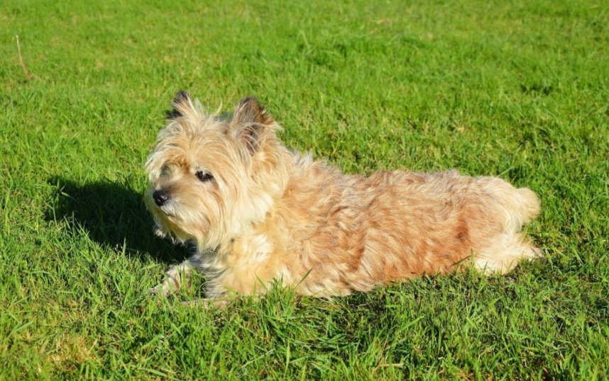 Une entreprise nettoie les excréments de chiens sur les terrains