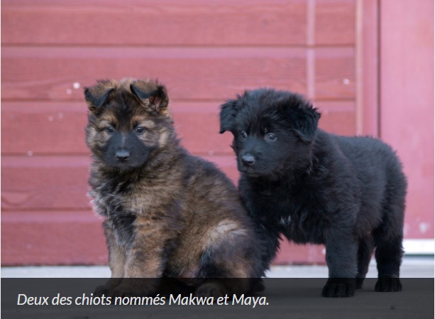 13 futurs chiens policiers de la GRC nommés par des enfants