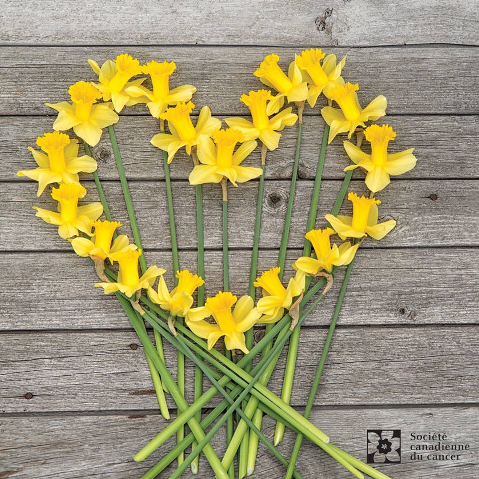La campagne de la jonquille amasse 1,7 M$ pour la Société canadienne du cancer