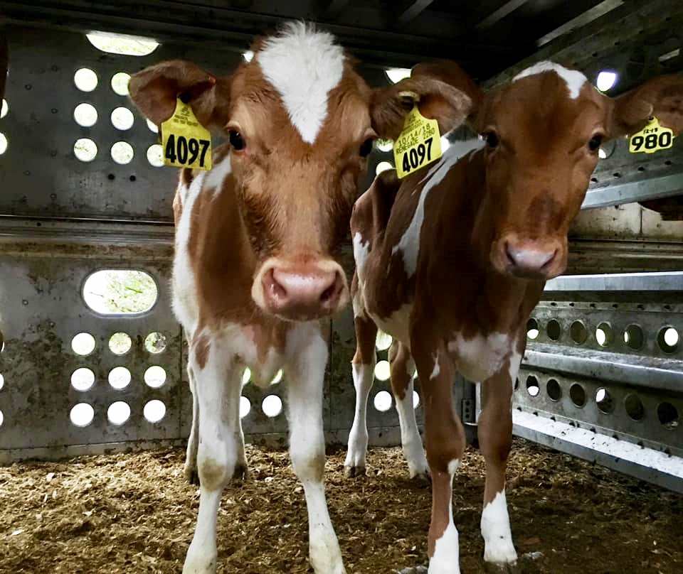 L’Expo agricole de Saint-Hyacinthe en mode virtuel