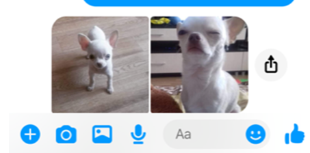 Un chiot gratuit qui revient cher