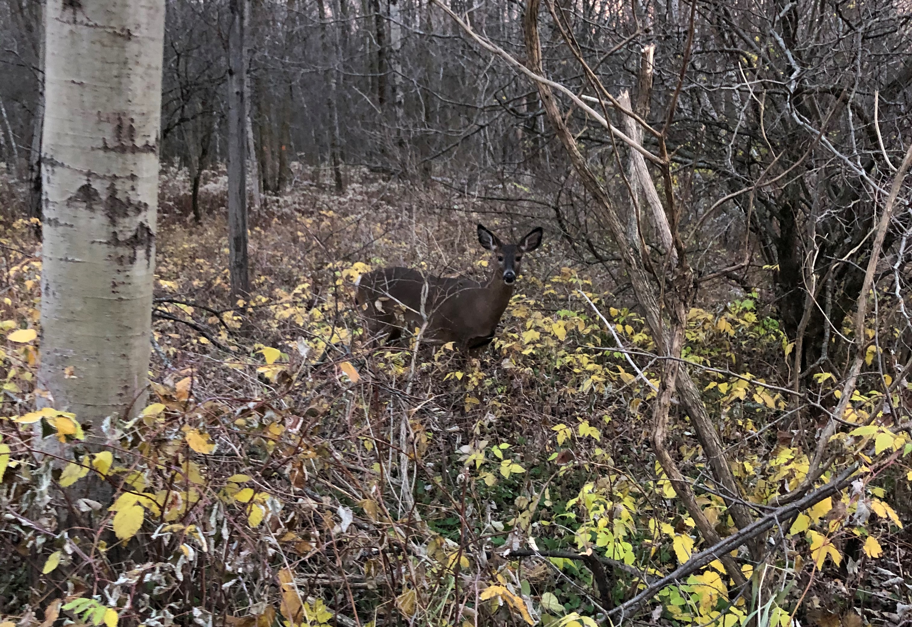 PHOTOS ET VIDÉOS – Euthanasie de cerfs : les relocaliser n’était pas une option