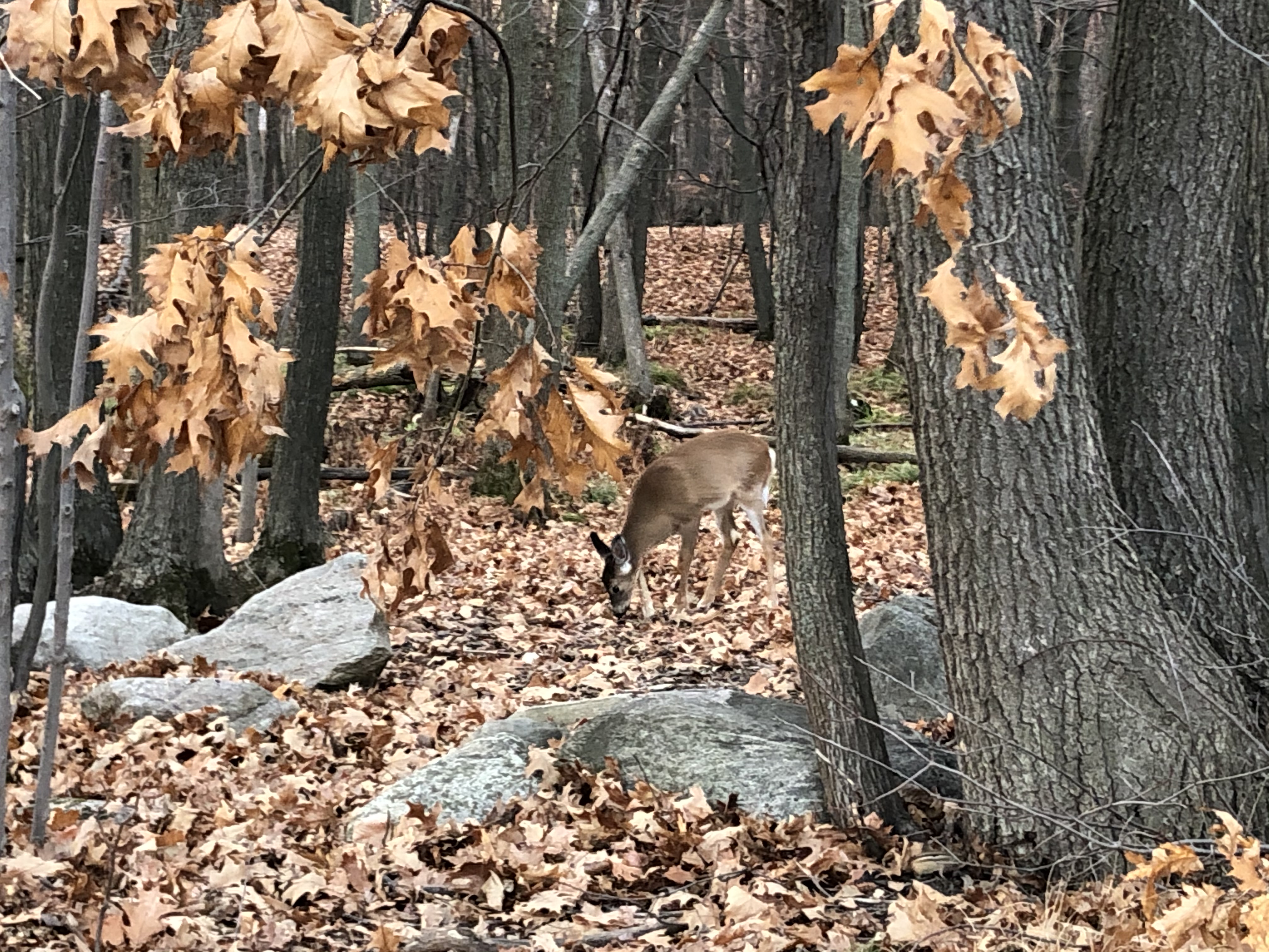 Euthanasie de cerfs : « c’est ce que la Ville doit faire », soutient un biologiste