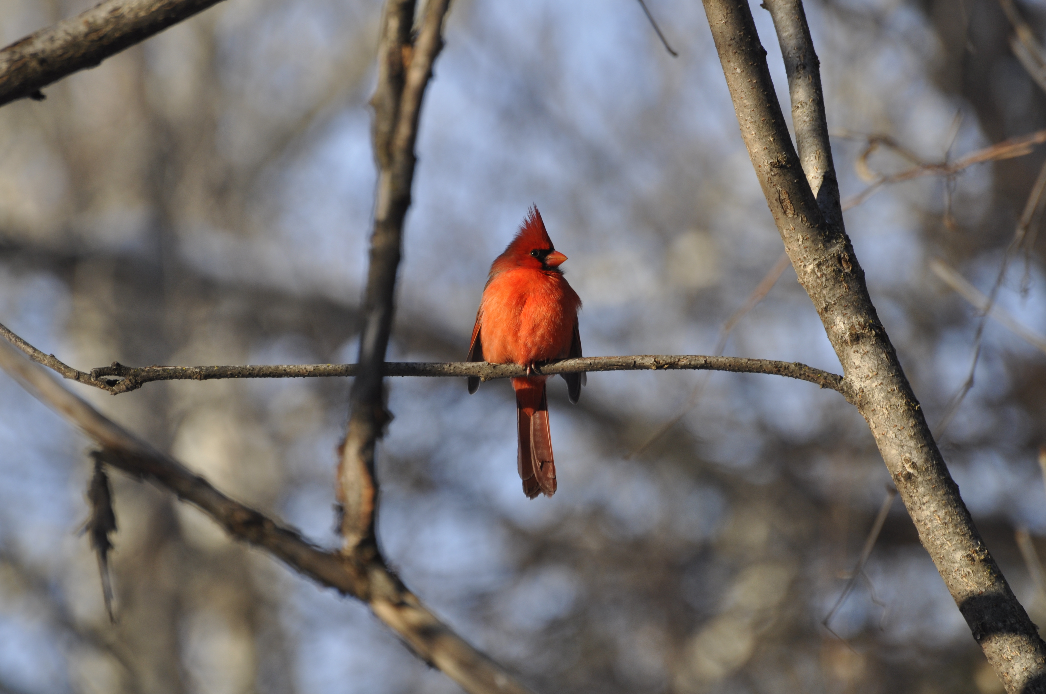 Le parc de la Frayère et l’arboretum Stephen-Langevin : à découvrir, jumelles à la main