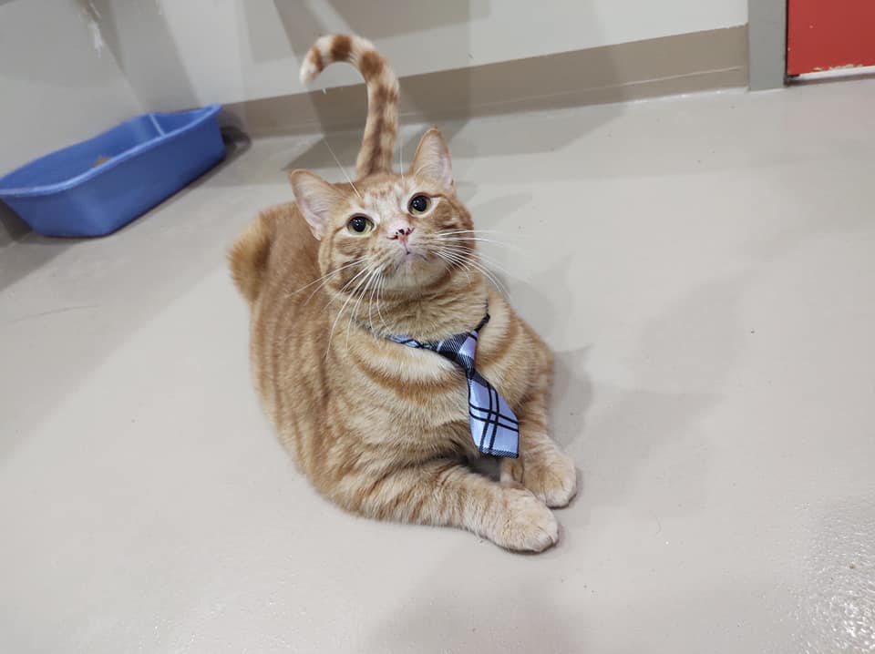 Oscar le beau rouquin