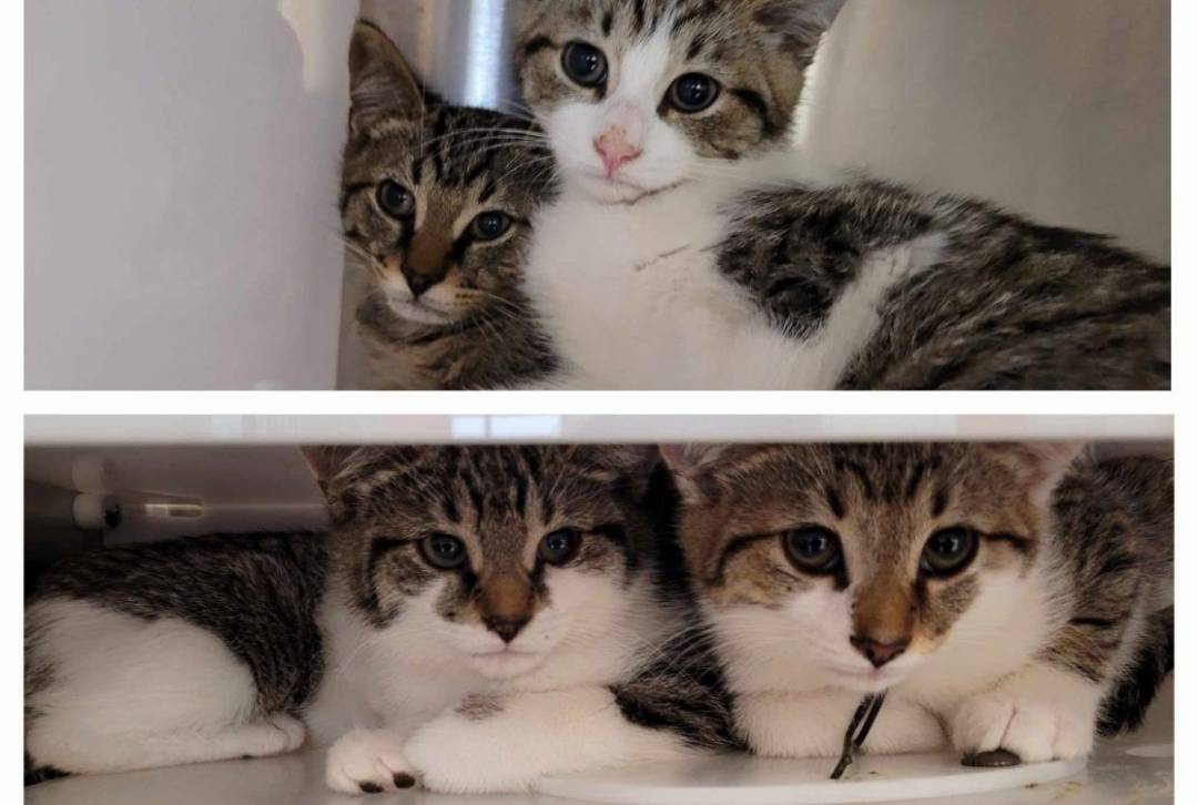 L&rsquo;amitié entre frères et sœurs!