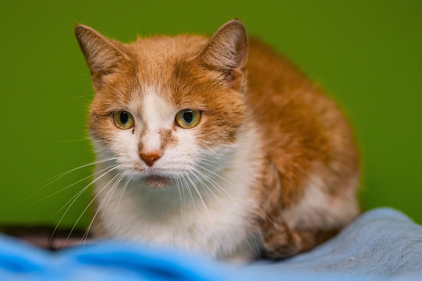 La preuve que le monde ne regarde jamais où il marche