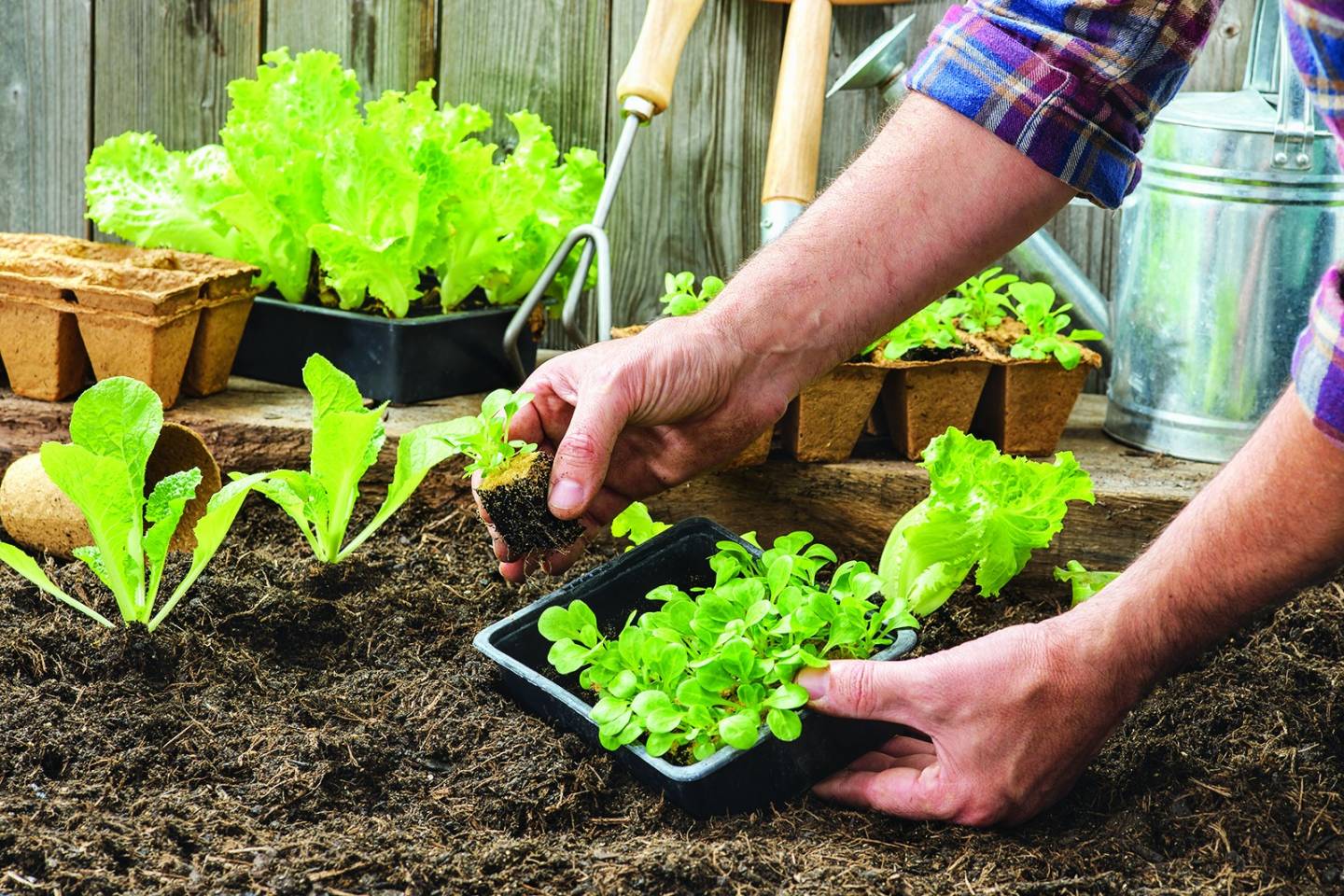 Un bébé kangourou dans la poche de sa maman