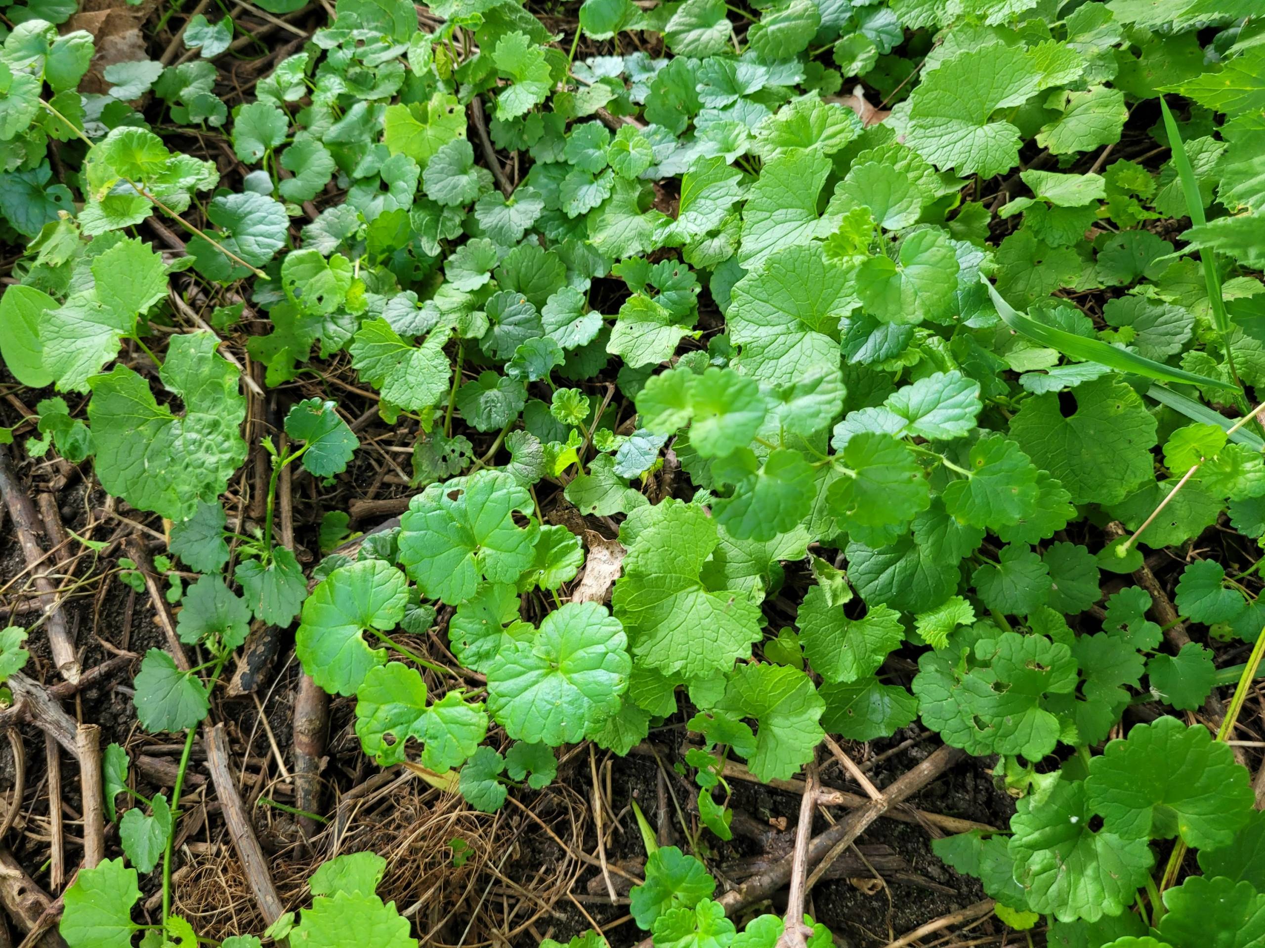 Le cheval fait une sieste sur les genoux d’une fille