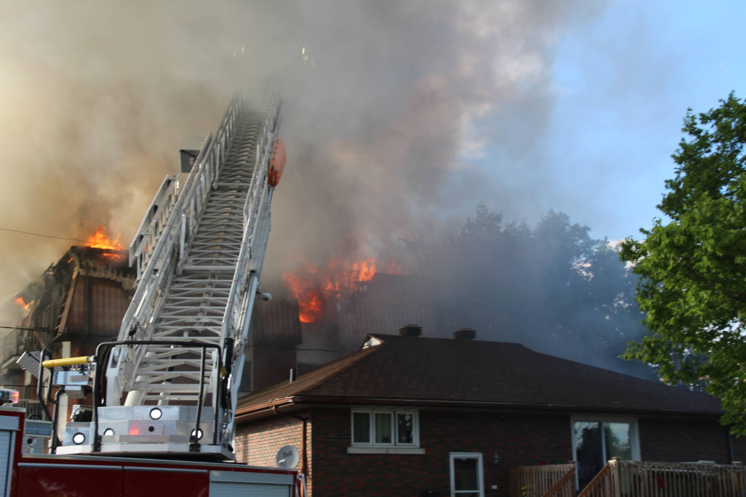 Le carlin tourne pour le dîner