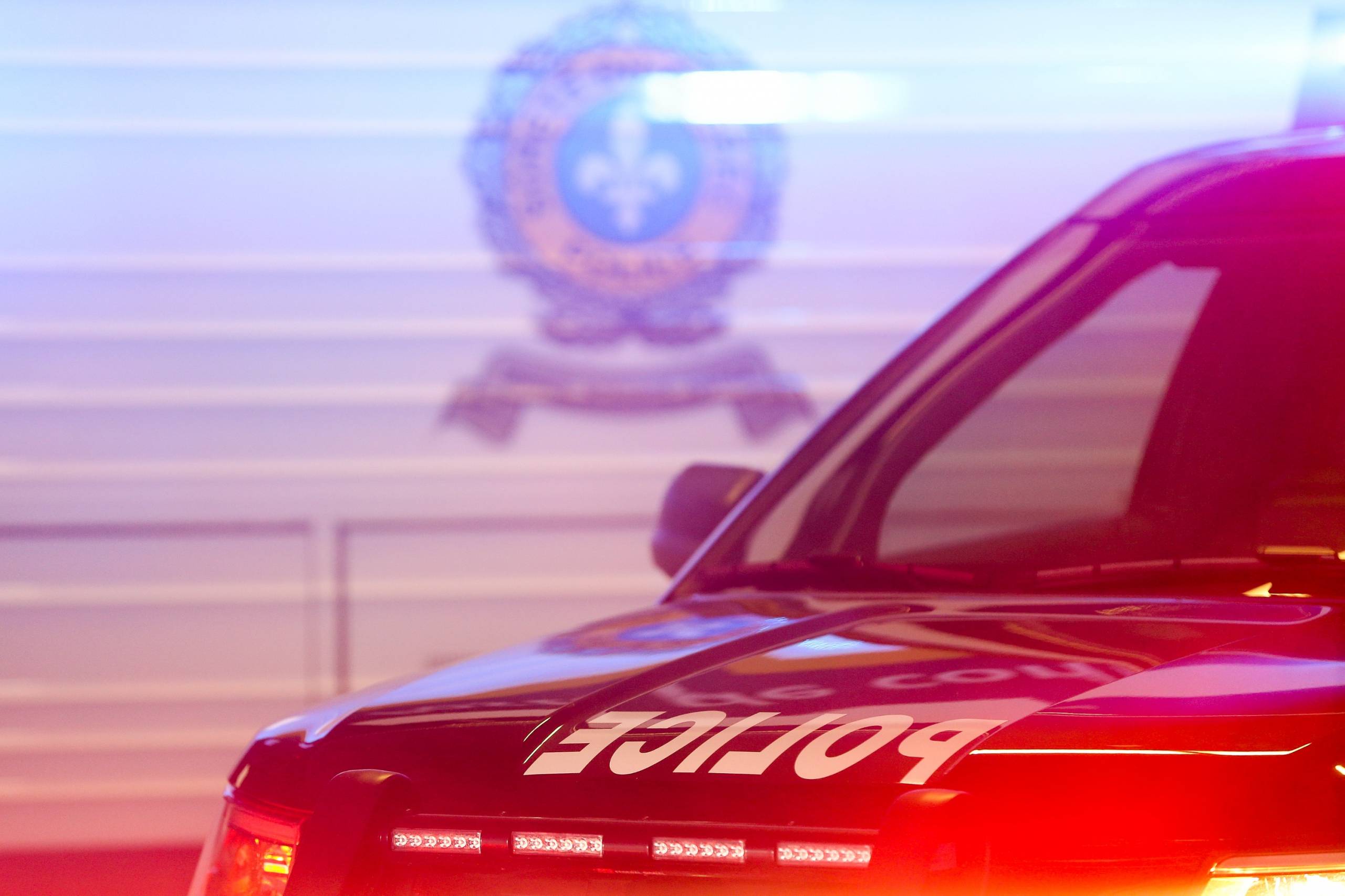 Le mini poney adore la brise dans ses cheveux