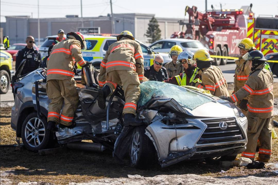 Un chien s&rsquo;enfuit avec une serviette de cuisine