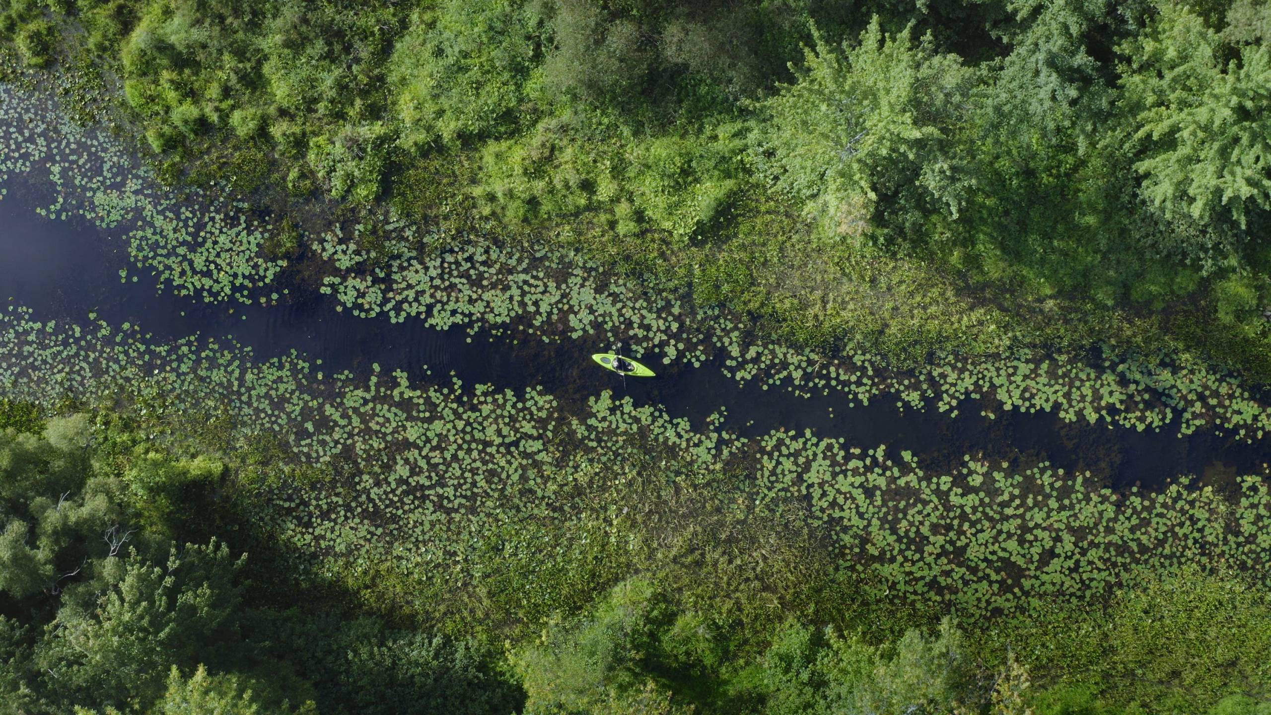 Des bébés qui essaient de goûter à leurs animaux domestiques