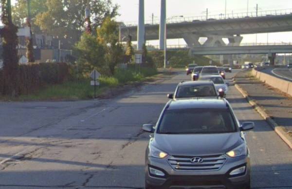 Le chat observe les oiseaux dans le jardin