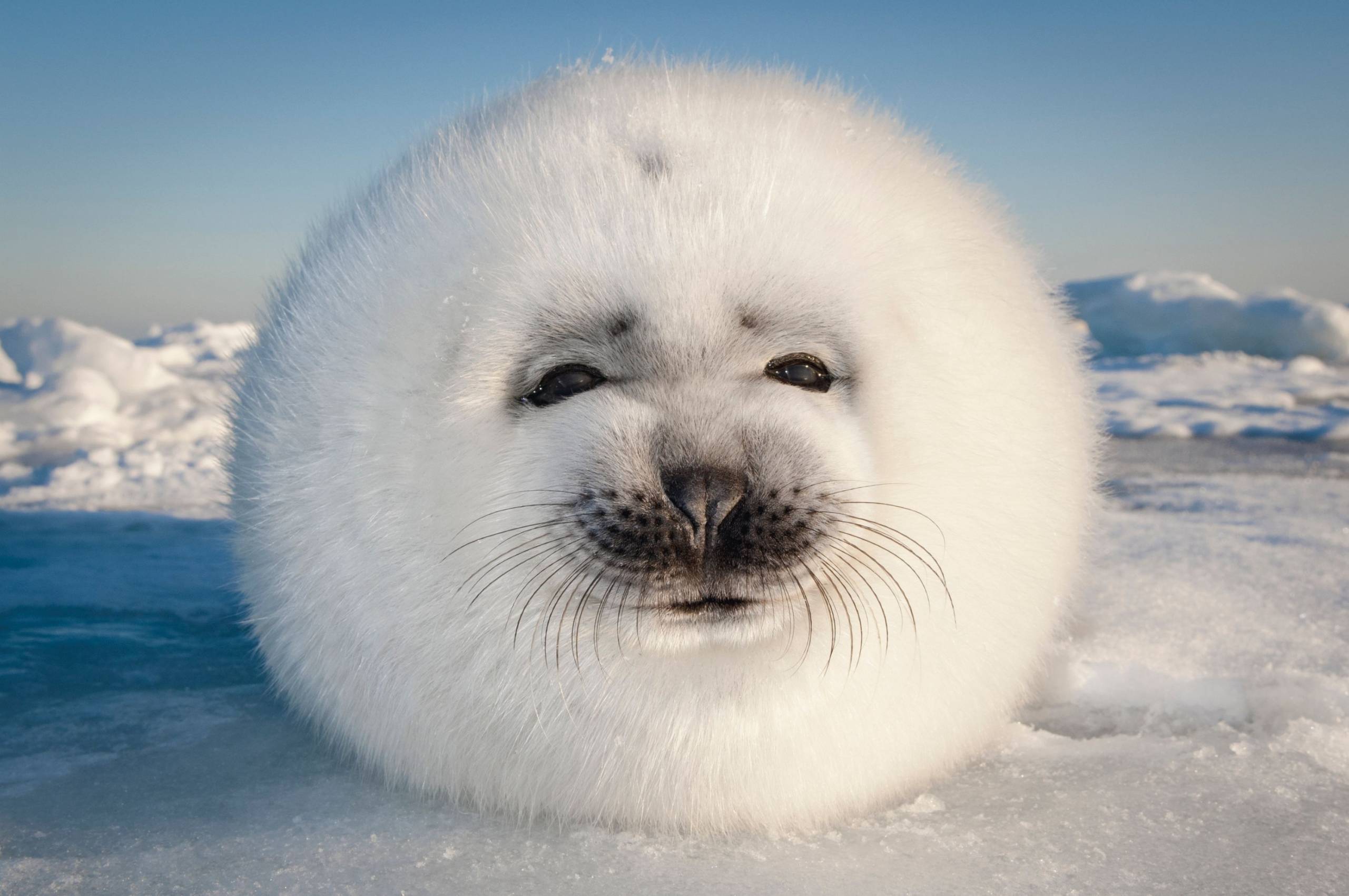 Le Pomeranian fait des poses de yoga