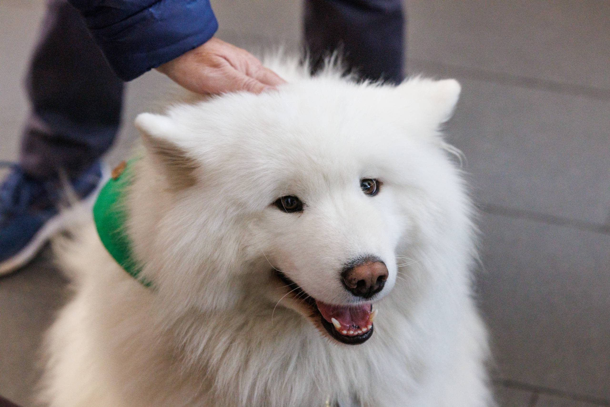 Le retour du Ice Bucket Challenge